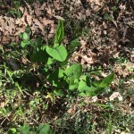 IMG_1952 (FILEminimizer)